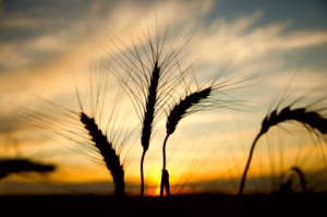 ripe wheat at sunset. south Ukraine