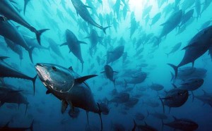 tonno-rosso-in-estinzione